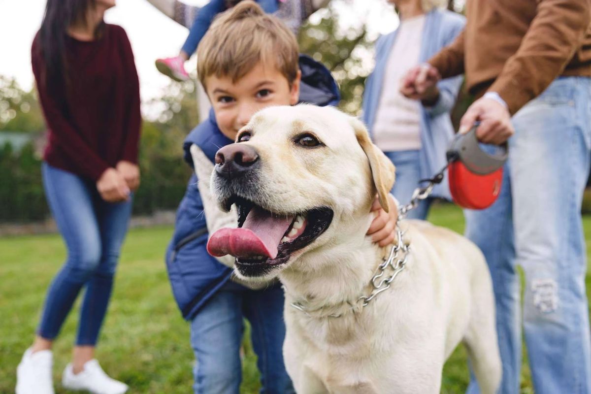Adopción de perros. Crearon la primera plataforma de adopción de perros de la Argentina. Adopción de perros. Crearon la primera plataforma de adopción de perros de la Argentina.