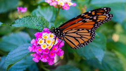 Las plantas que debes tener en tu jardín para atraer mariposas