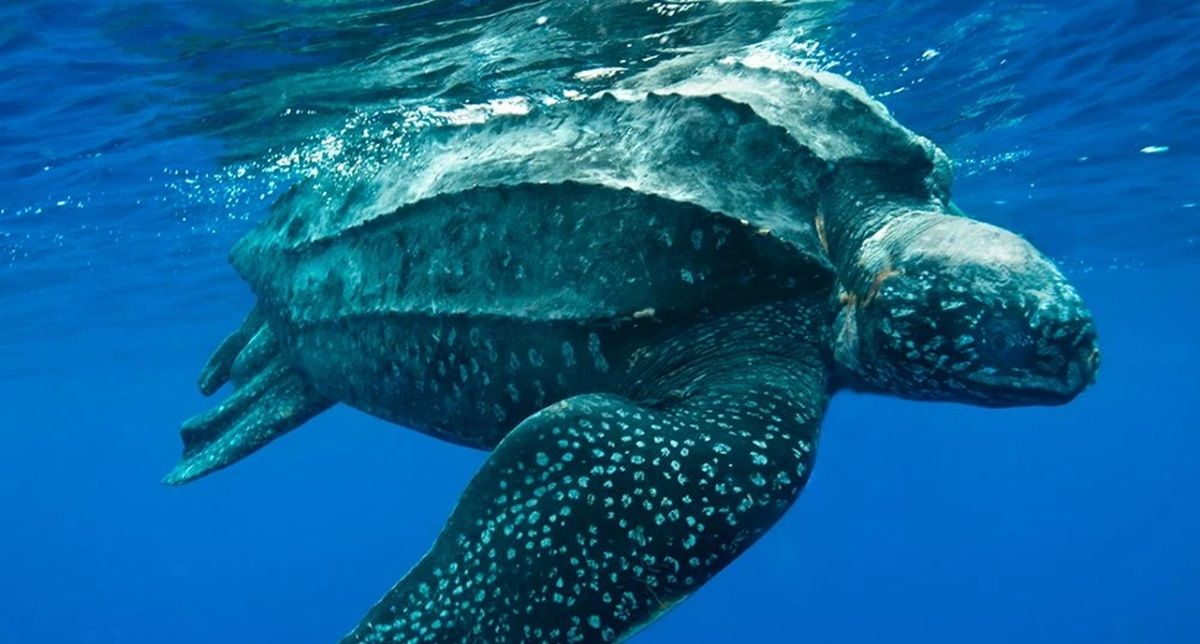 Esta especie de tortuga tiene grandes dimensiones. 