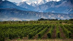 Las bodegas son una de las principales fuentes de empleo en Mendoza. Las bodegas son una de las principales fuentes de empleo en Mendoza.