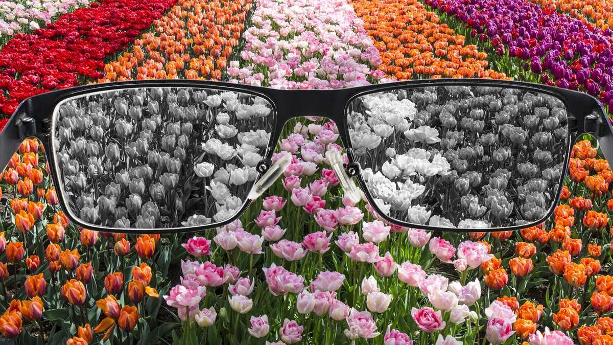 El test de Ishihara es solo una primera pista.&nbsp;Un oftalmólogo puede realizar pruebas más sofisticadas para confirmar el diagnóstico