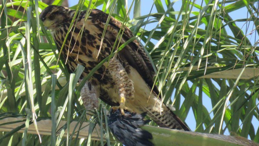 Liberaron cuatro aves rapaces en el Parque