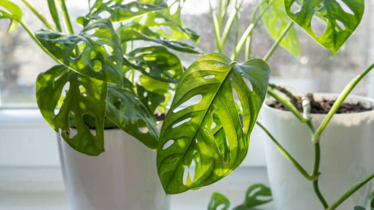 Cómo cuidar una planta Monstera en otoño para que sus hojas luzcan verdes y fuertes