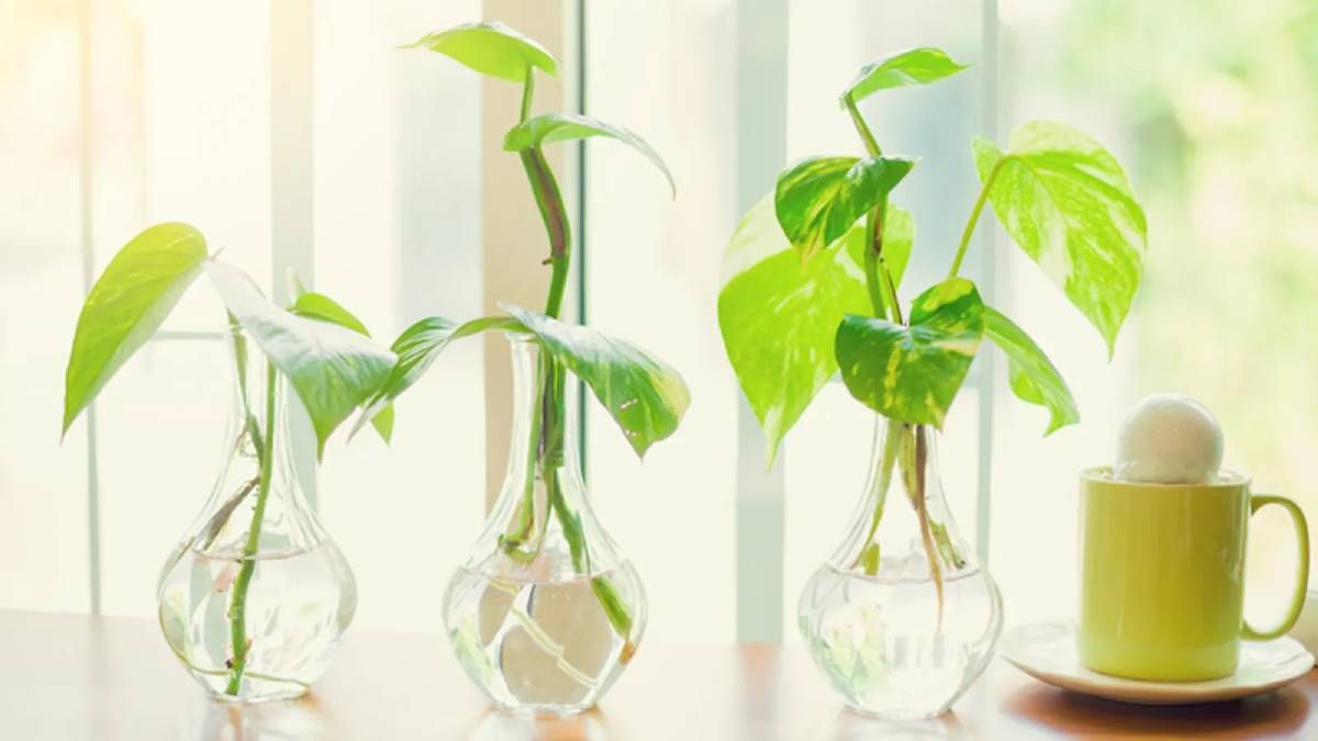 Pothos belongs to the Araceae family and is native to Malaysia, Indonesia and New Guinea. It is a perennial climbing plant. 