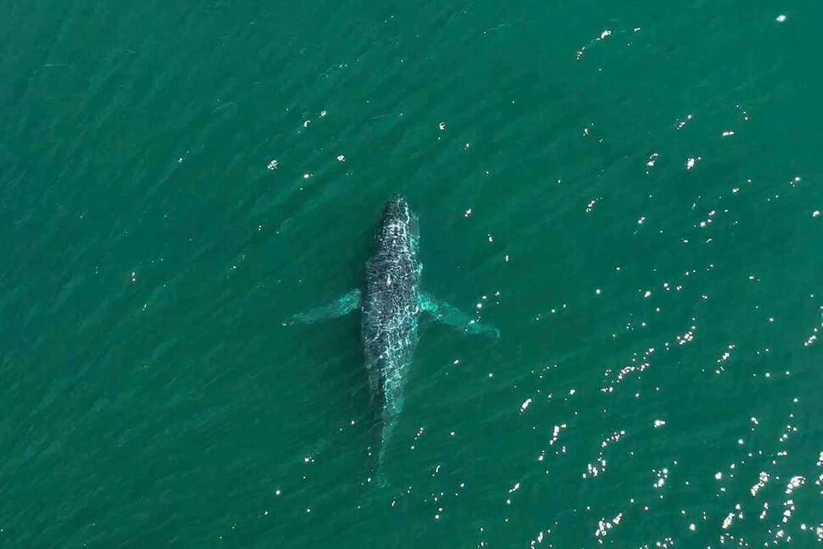 La ballena probablemente no sobrevivirá sin su cola. La ballena probablemente no sobrevivirá sin su cola.