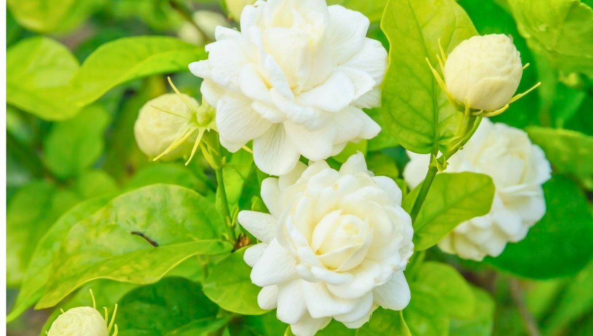 El jazm&iacute;n es una planta que puede fomentar el descanso por las noches.&nbsp;