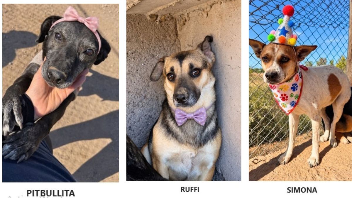 Los perros que se pueden adoptar a través de la plataforma municipal Simba cuentan con su historia clínica y cuando se van a un nuevo hogar, se realiza un seguimiento. 