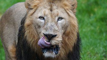 Unos leones devoraron a tres cazadores furtivos que querían mutilar rinocerontes en Sudáfrica
