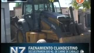 Secuestraron 500 kilos de carne de caballo en Palmira