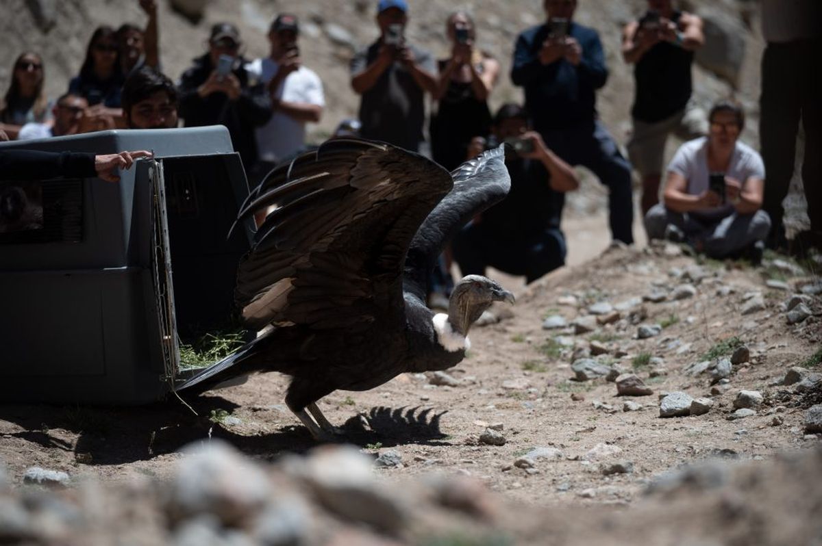 El cóndor fue liberado en el Área Natural Protegida Manzano Histórico – Portillo de Piuquenes. 