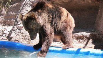 Murió la osa Mirtha, uno de los animales más viejos que quedaban en el ex Zoológico