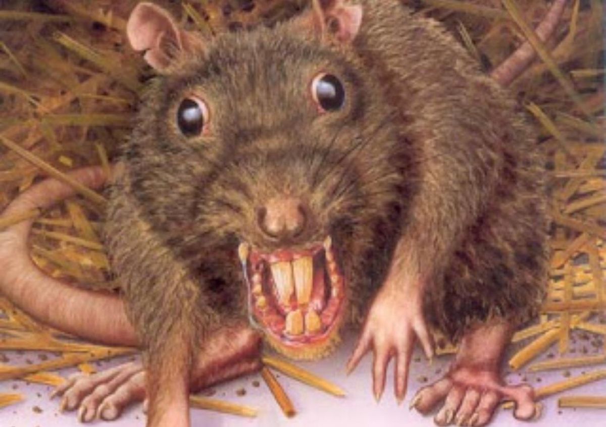 Ratatuille. Una rata gigante apareció en una carnicería y los comentarios fueron furor. 