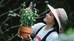 Plantas