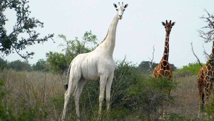 Cazadores furtivos mataron a la única jirafa blanca de Kenia y a su cría