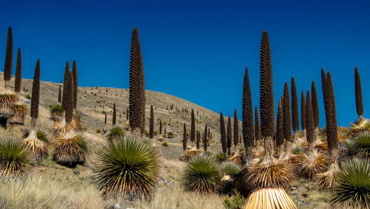 Un gigante silencioso que florece cada siglo Un gigante silencioso que florece cada siglo