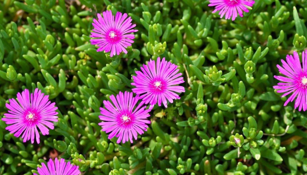 Cultiva esta planta en el jardín. Imagen: Freepik.