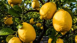 Es posible lograr que un limonero tenga frutos más grandes y jugosos.