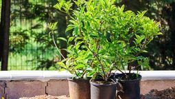 Conocé cuál es el árbol para tener en maceta. Conocé cuál es el árbol para tener en maceta.