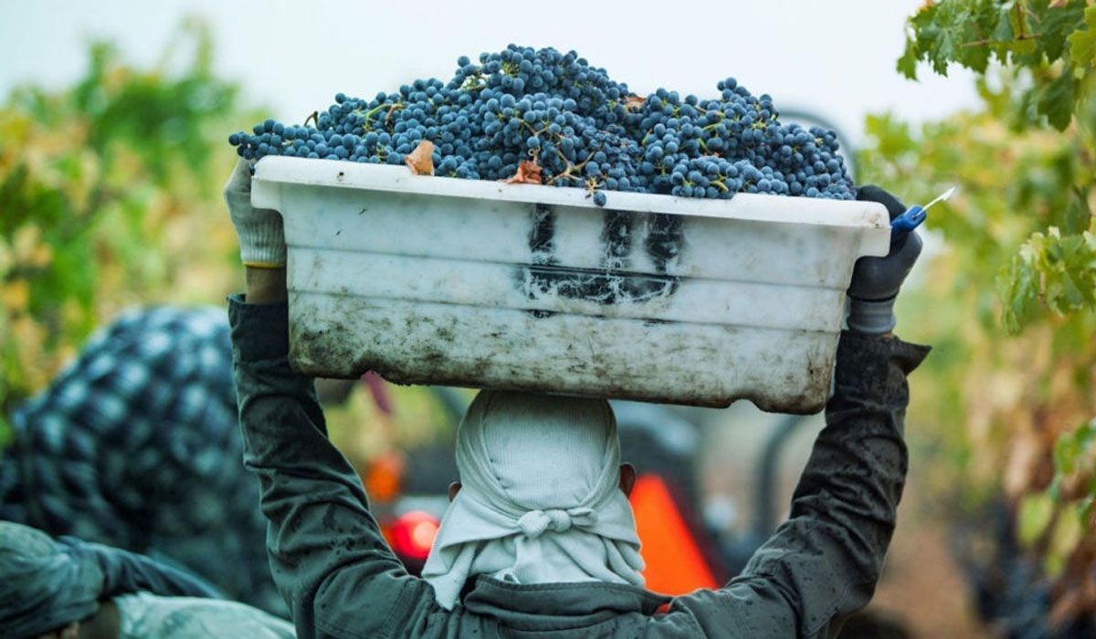 Mendoza se suma a la Nación en el proceso de desregulación de la vitivinicultura.  