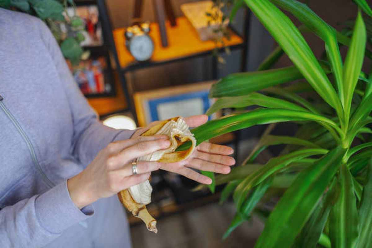 Cuida tus plantas de interior con cáscaras de banana. Cuida tus plantas de interior con cáscaras de banana.