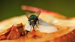 Si ves una mosca que se posa en tu comida, te contamos qué significa