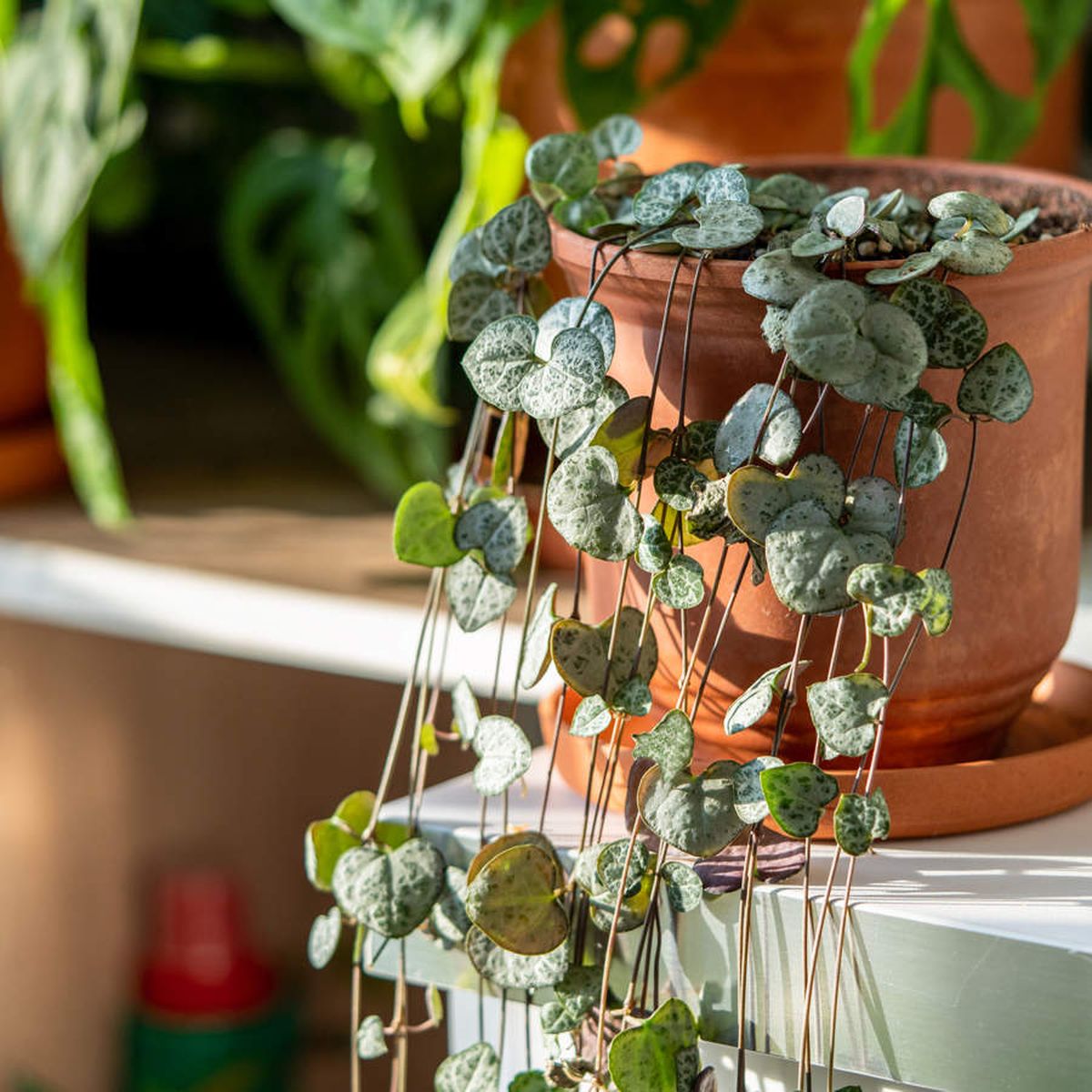 Esta planta requiere pocos cuidados. Imagen: Freepik.