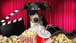 Las películas sobre perritos siempre nos hacen llorar: ¿cuáles son las más emotivas? Las películas sobre perritos siempre nos hacen llorar: ¿cuáles son las más emotivas?