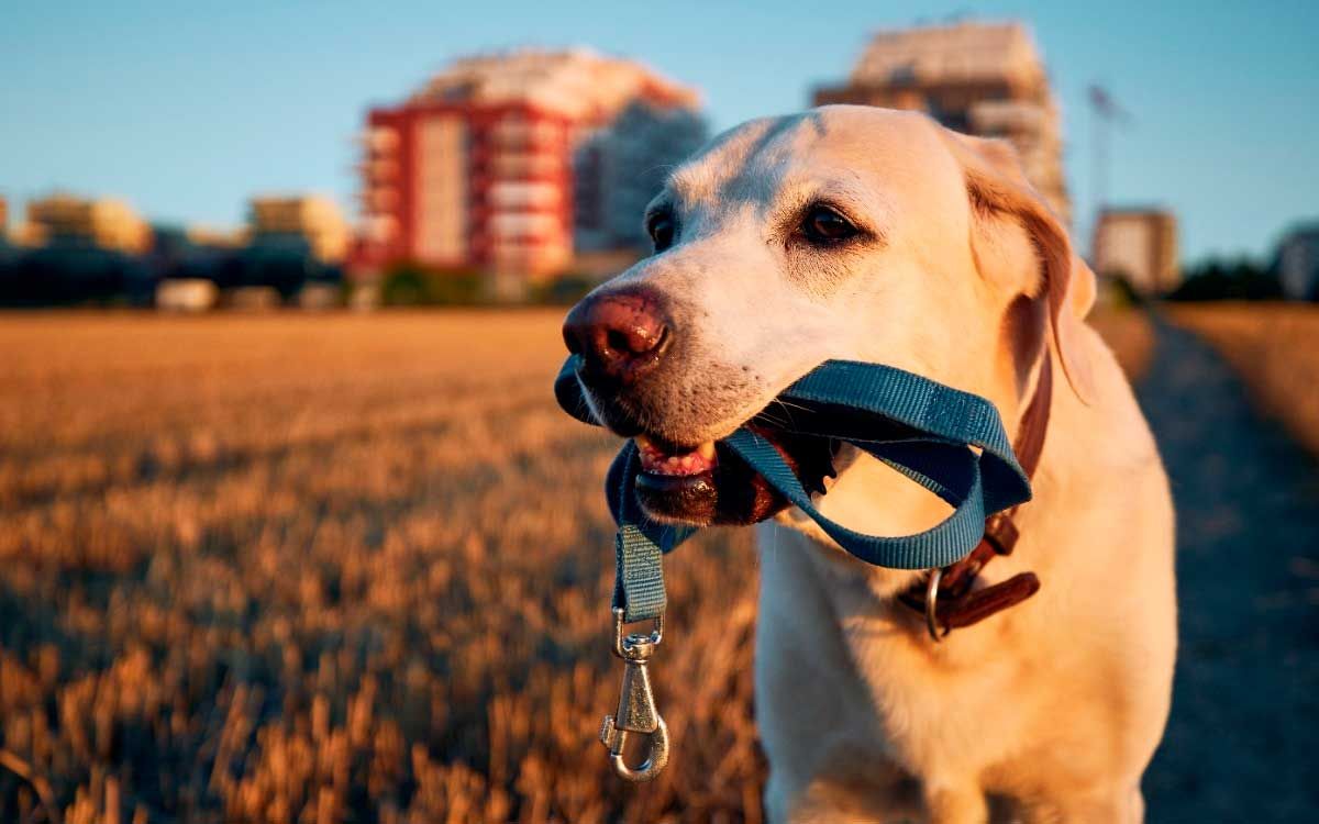 El cuidador de perros seleccionado deberá hacerlo de tiempo completo, por miles de dólares. El cuidador de perros seleccionado deberá hacerlo de tiempo completo, por miles de dólares.