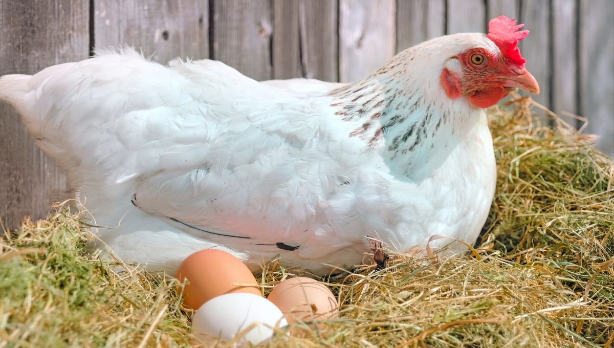 Más que simples huevos: cuidar gallinas es aprender sobre su comportamiento y curiosidades.