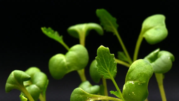 Un descubrimiento señaló que las plantas pueden crecer en la oscuridad