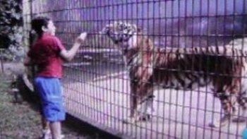 Un tigre le arrancó la mano a un niño en un zoológico de Brasil