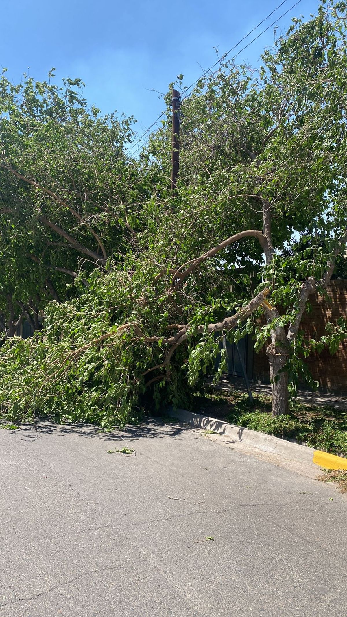 En toda la provincia cayeron árboles por el viento. En toda la provincia cayeron árboles por el viento.