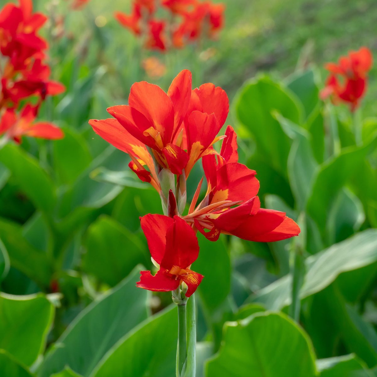 Ni claveles ni margaritas: la planta de flores tropicales que deberías cultivar en febrero.