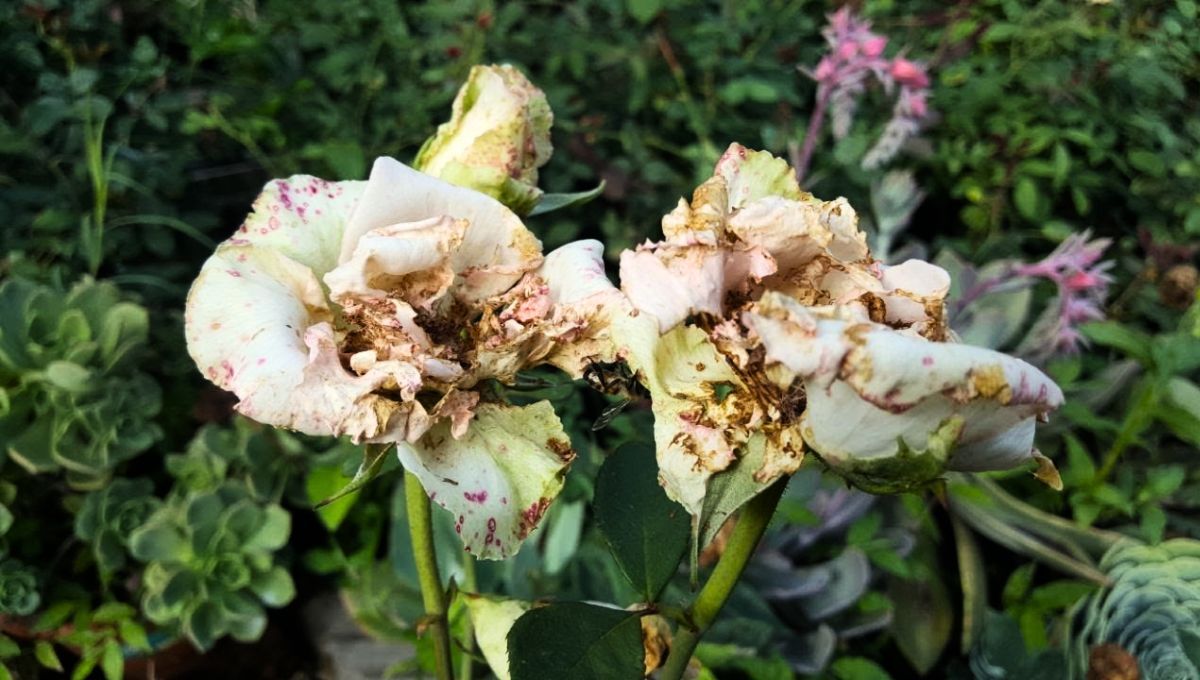 La plaga en cuestión es muy fácil de identificar, y puede ser eliminada con distintos elementos caseros.  La plaga en cuestión es muy fácil de identificar, y puede ser eliminada con distintos elementos caseros.