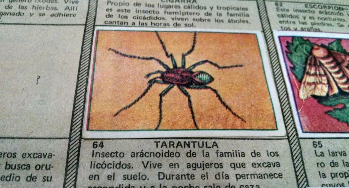 Fin para el misterio de la tarántula: un mendocino tenía la figurita