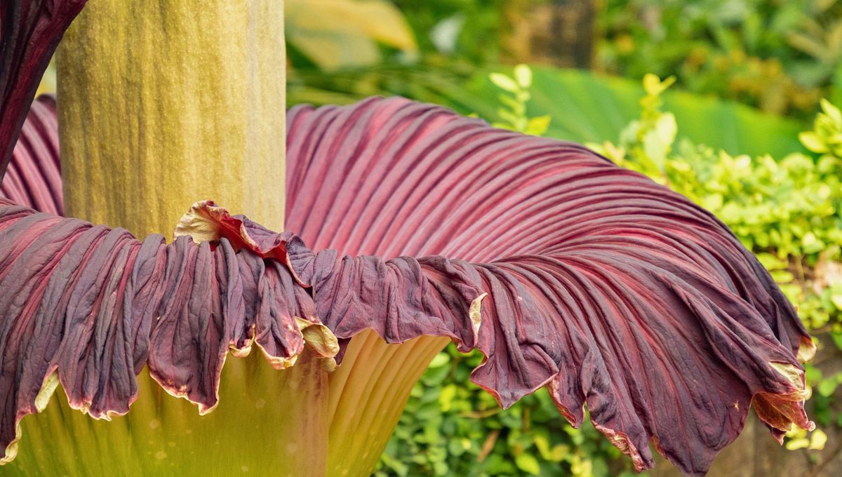 Esta planta mide hasta 3 metros de altura y florece solo cada 4 años Esta planta mide hasta 3 metros de altura y florece solo cada 4 años