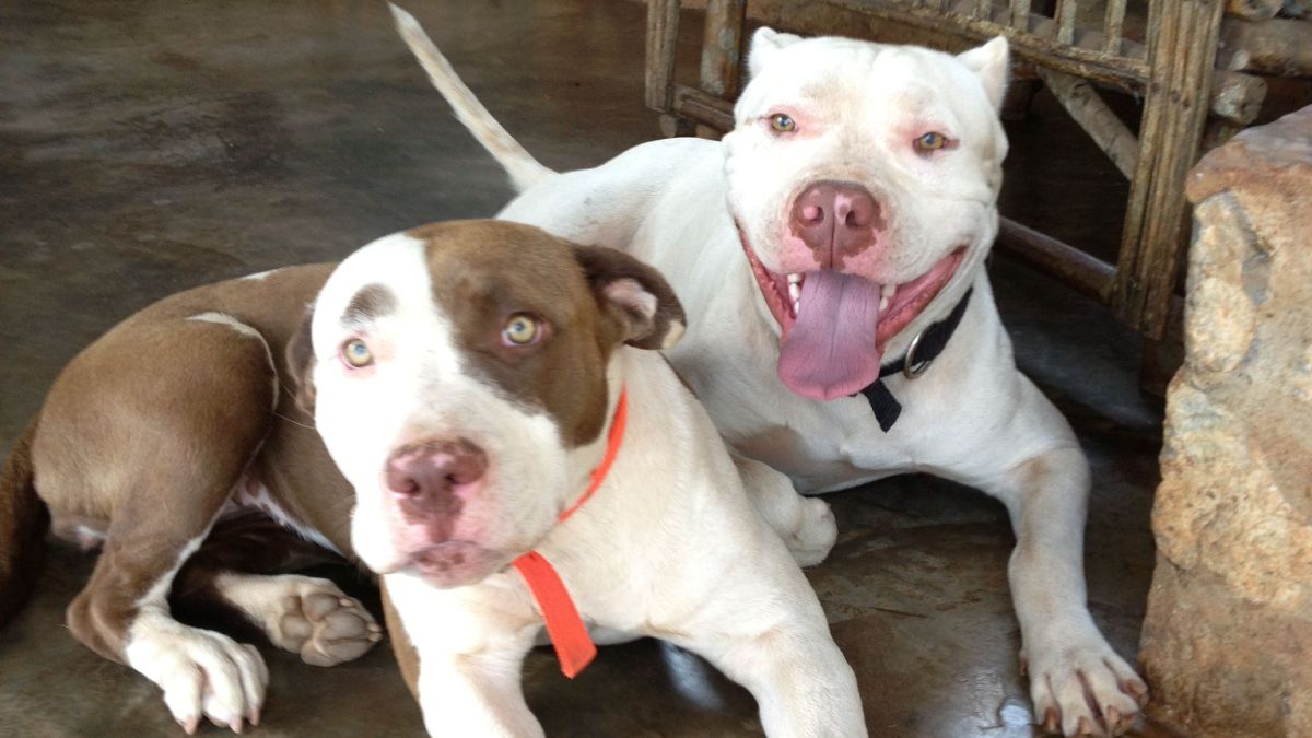 Los perros de raza Pitbull son considerados peligrosos, sin embargo no hay investigación científica que compruebe su agresividad genética.