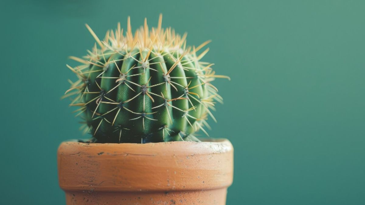 Qué significa tener un CACTUS en el jardín de casa