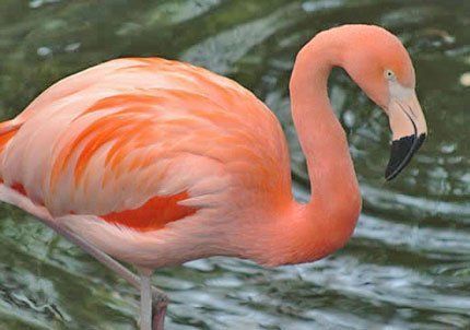 Rescataron un flamenco austral herido en Lavalle