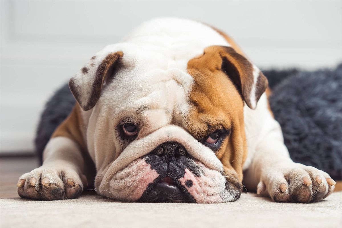 Bulldog inglés. Suele ser de los más tranquilos. Bulldog inglés. Suele ser de los más tranquilos. 