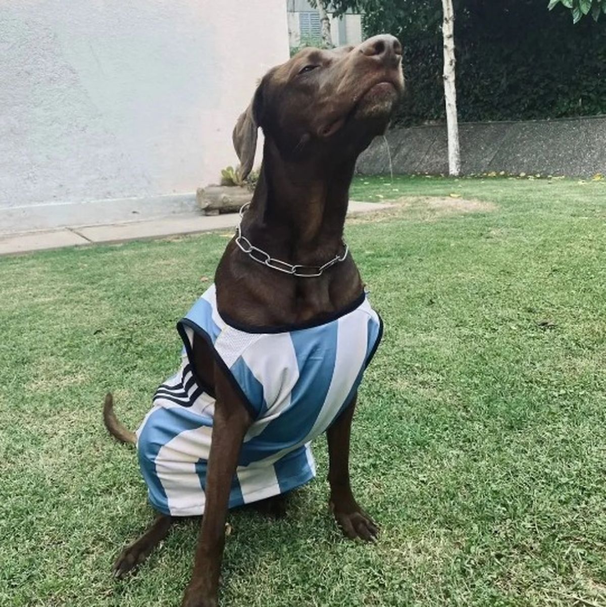 Greta, la perra de Natacha Eisenchlas.