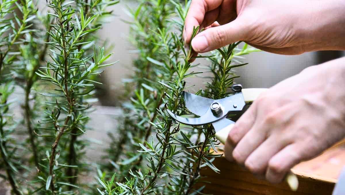 Debes cortar suavemente un par de centímetros en las ramas del romero. Debes cortar suavemente un par de centímetros en las ramas del romero. 