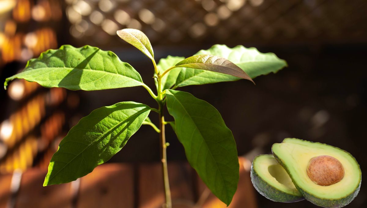 Abono casero que es oro puro para revivir a la planta de aguacate 