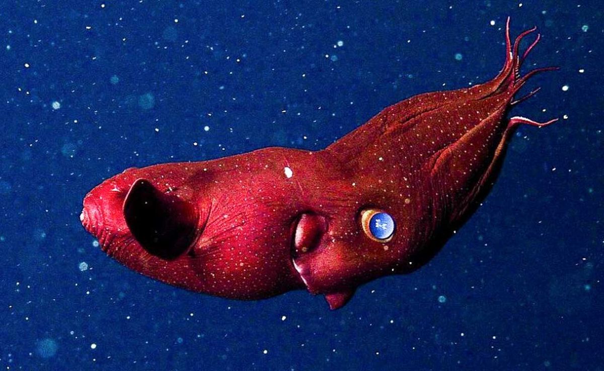 El calamar vampiro no es peligroso. El calamar vampiro no es peligroso.