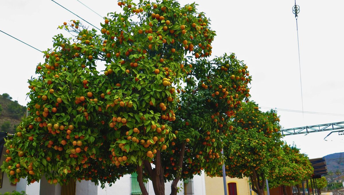 Este tipo de fertilizantes naturales tienen muchísimos beneficios para el cuidado consciente que necesitan los árboles cítricos como el naranjo. Este tipo de fertilizantes naturales tienen muchísimos beneficios para el cuidado consciente que necesitan los árboles cítricos como el naranjo.