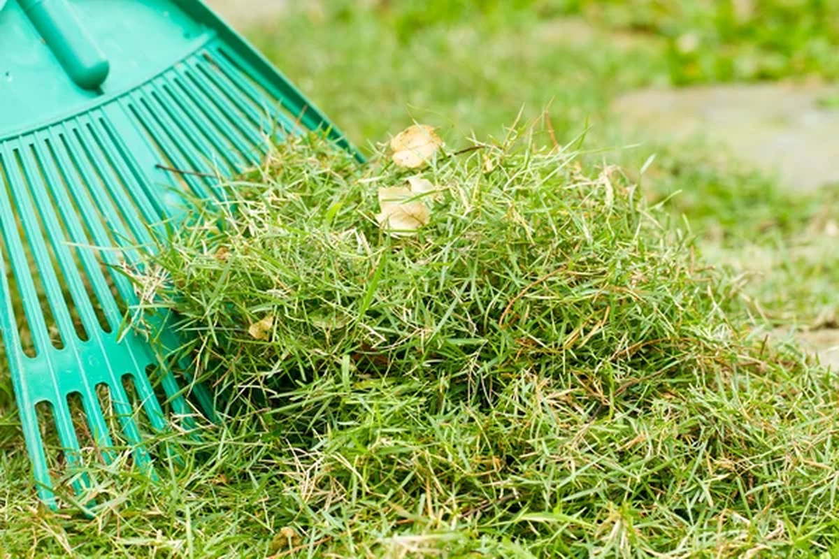 El pasto reci&eacute;n cortado puede ser beneficioso para las plantas de tu jard&iacute;n.