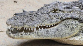 Sorpresa en la pileta: un cocodrilo de tres metros