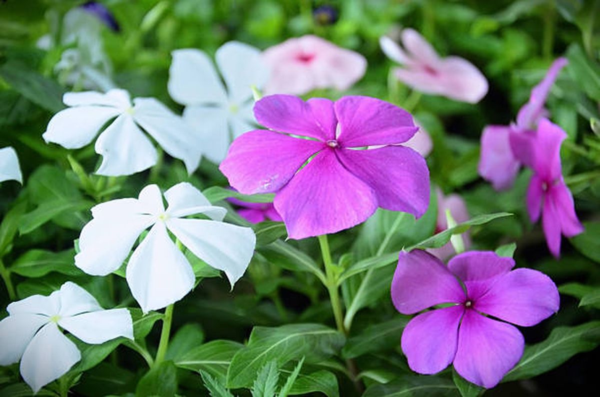 La vinca es una de las plantas más elegantes para tener en el jardín. La vinca es una de las plantas más elegantes para tener en el jardín.