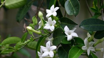 La planta que inunda de perfume tu hogar y se puede cultivar sin maceta La planta que inunda de perfume tu hogar y se puede cultivar sin maceta