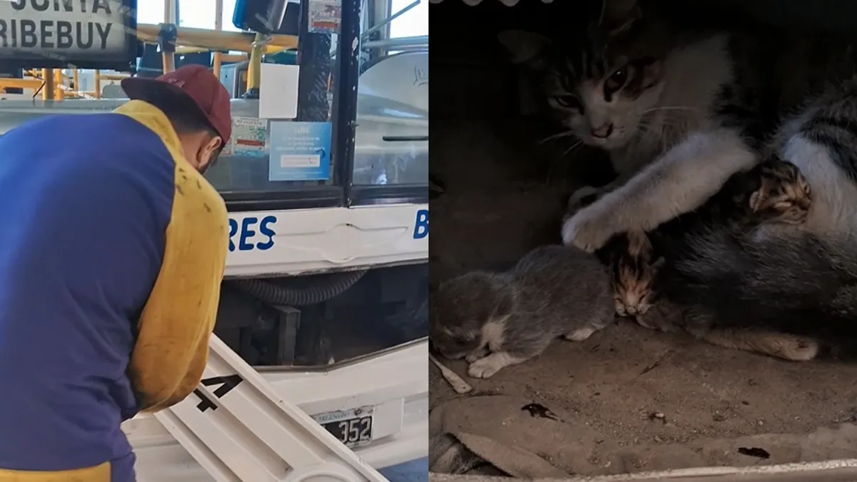 Sorpresa en el motor de un colectivo: un chofer escuchó ruidos extraños y cuando revisó encontró algo muy raro pero muy tierno Sorpresa en el motor de un colectivo: un chofer escuchó ruidos extraños y cuando revisó encontró algo muy raro pero muy tierno